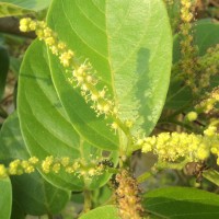 Antidesma ghaesembilla Gaertn.